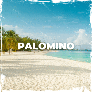 Palomino