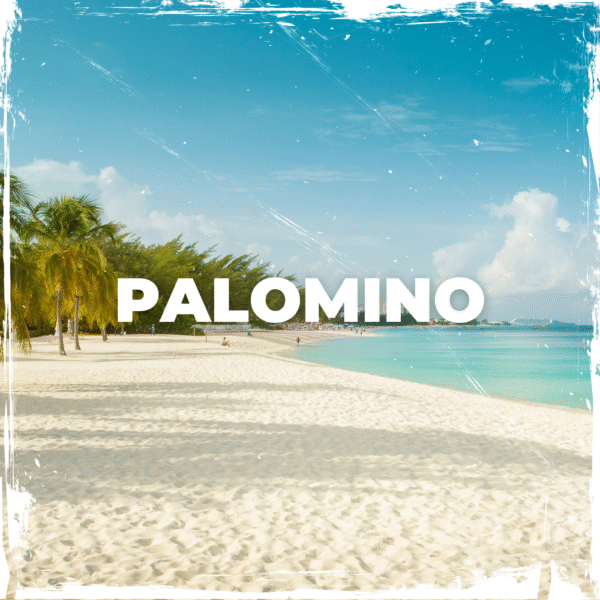 Palomino